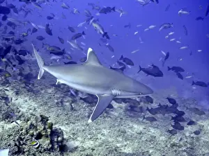 Silvertip Shark - potentially dangerous. feeds on smaller sharks, fish Shark reef, Fiji Islands