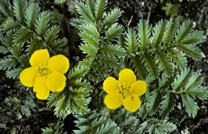 Images Dated 1st July 2008: Silverweed