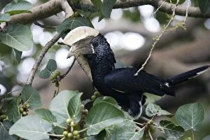 Images Dated 23rd August 2005: Silvery-cheeked Hornbill