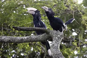 Silvery-cheeked Hornbill. Arsi Region - Ethiopia