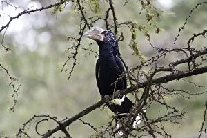 Images Dated 23rd August 2005: Silvery-cheeked Hornbill. Awasa - Arsi Region - Ethiopia