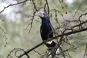 Silvery Cheeked Prints: Silvery-cheeked Hornbill. Awasa - Arsi Region - Ethiopia