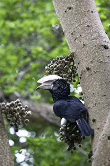 Silvery-cheeked Hornbill. Awasa - Arsi Region - Ethiopia