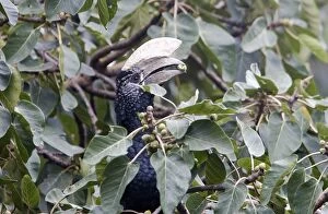 Images Dated 23rd August 2005: Silvery-cheeked Hornbill - eating. Awasa - Arsi Region - Ethiopia