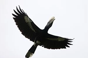 Images Dated 23rd August 2005: Silvery-cheeked Hornbill - in flight. Awasa - Arsi Region - Ethiopia