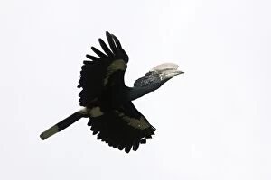 Silvery-cheeked Hornbill - in flight