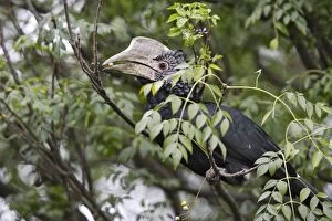 Silvery-cheeked Hornbill - with food in beak