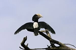 Silvery-cheeked Hornbill - with wings spread