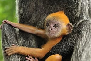Images Dated 29th November 2008: Silvery Lutung / Silvered Leaf Monkey / Silvery Langur - mother with baby - young are born with