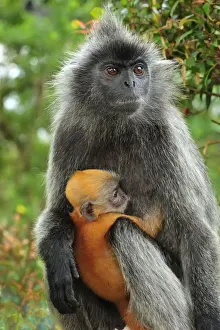 Silvery Lutung / Silvered Leaf Monkey / Silvery Langur - mother with baby - Kuala Selangor Nature Park - West Malaysia