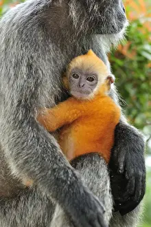 Monkey Prints: Silvery Lutung / Silvered Leaf Monkey / Silvery Langur - mother with baby - Kuala Selangor Nature Park - West Malaysia
