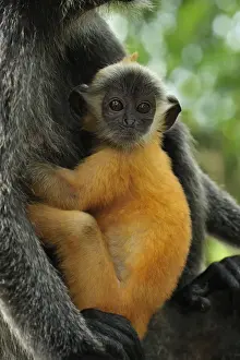 Silvery Lutung / Silvered Leaf Monkey / Silvery Langur - mother with baby - young are born with orange fur but this changes to the adult colour after 3-5 months - Kuala Selangor Nature Park - West Malaysia