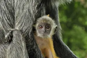 Silvery Lutung / Silvered Leaf Monkey / Silvery Langur - mother with baby - young are born with orange fur but this changes to the adult colour after 3-5 months - Kuala Selangor Nature Park - West Malaysia