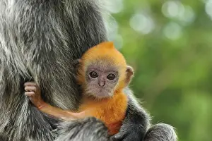 Silvery Lutung / Silvered Leaf Monkey / Silvery Langur - mother with baby - young are born with orange fur but this changes to the adult colour after 3-5 months - Kuala Selangor Nature Park - West Malaysia