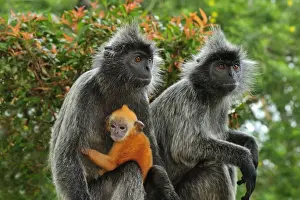 Malaysia Prints: Silvery Lutung / Silvered Leaf Monkey / Silvery Langur - mother with baby - young are born with orange fur but this