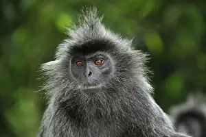 Silvery Lutung / Silvered Leaf Monkey / Silvery Langur - portrait - Kuala Selangor Nature Park - West Malaysia