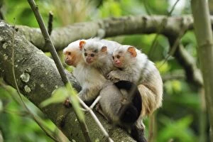 Silvery Marmoset - with baby