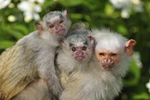Silvery Marmoset - huddled together with baby