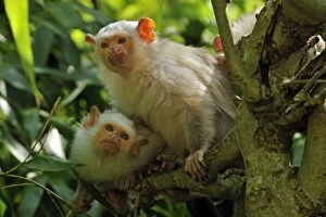 Argentatus Gallery: Silvery Marmoset - two together in trees
