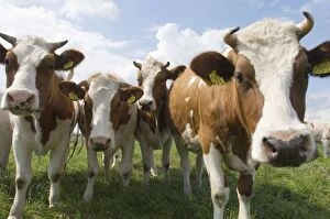 Images Dated 4th June 2007: Simmental Cattle - Cows in meadow - The Netherlands - Overijssel - De Wieden