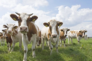 Images Dated 4th June 2007: Simmental Cattle - Cows in meadow - The Netherlands - Overijssel - De Wieden