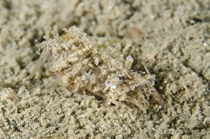 Scuba Gallery: Simplex Shrimp - camouflaged on sand - Night