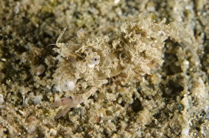 Simplex Shrimp - on sand feeding on Sea Star