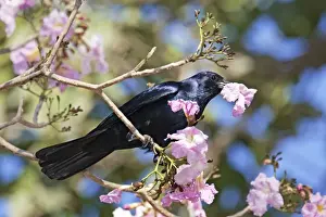 Crows Prints: Sinaloan Crow or Sinaloa Crow. Nayarit, Mexico in March