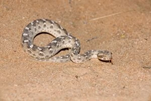 Images Dated 27th March 2010: Sind Saw Scaled Viper - Abu Dhabi - United Arab Emirates