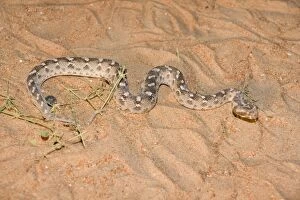 Images Dated 27th March 2010: Sind Saw Scaled Viper - Abu Dhabi - United Arab Emirates