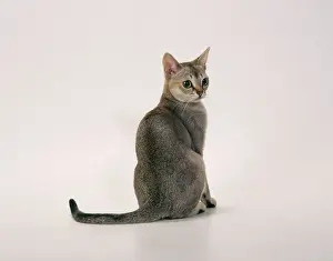 Size Prints: Singaplira Cat JD 16020 © John Daniels / ARDEA LONDON