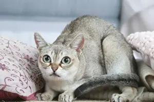 SINGAPURA