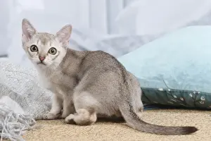 SINGAPURA