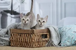 SINGAPURA