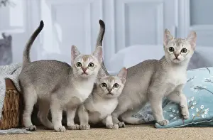 SINGAPURA