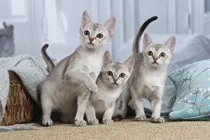 SINGAPURA