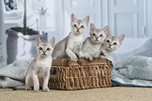 SINGAPURA