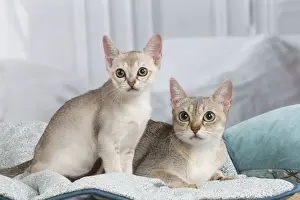 SINGAPURA