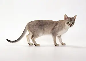 Singapura Prints: Singapura Cat