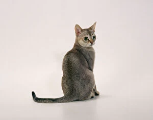 Small Gallery: Singapura Cat - sits