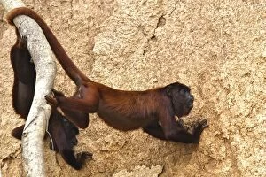 Images Dated 28th August 2006: singe hurleur mangeant de l'argile