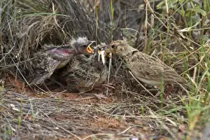 Singing Bush-lark / Horsfield's Bushlark - Feeding chicks at nest. At Lajamanu an aboriginal community on the northern edge of the Tanami Desert. Northern Territory, Australia