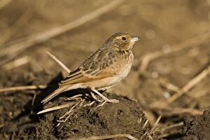 Images Dated 10th August 2006: Singing Bushlark Previously known as Horsfield's Bushlark. This reddish-plumaged bird is