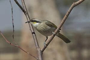 Images Dated 1st September 2004: Singing Honeyeater - Found throughout Australia except for northern and eastern coastal regions