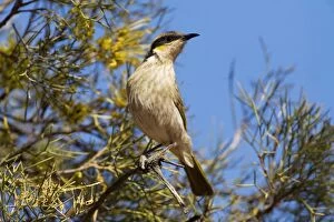 Images Dated 7th August 2008: Singing Honeyeater - Finke, Northern Territory, Australia