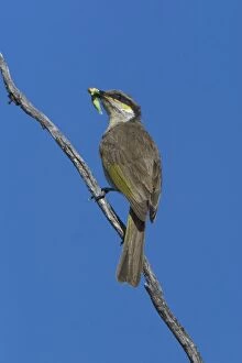 Singing Honeyeater - With food in mouth