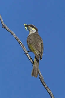 Singing Honeyeater