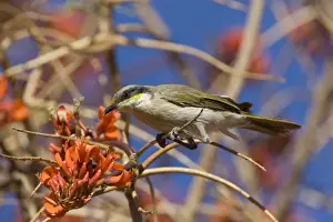 Singing Honeyeater At Mt Liebig Aboriginal Community, Northern Territory, Australia. The tree it is on is Erythrina vespertilio variously called Bat's Wing Coral Tee, Grey Corkwood and Stuart Bean Tree