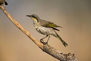 Images Dated 4th September 2006: Singing Honeyeater - wet from bathing Found right throughout Australia except for the east coast