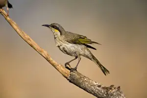 Honeyeater Prints: Singing Honeyeater - wet from bathing Found right throughout Australia except for the east coast and Cape York